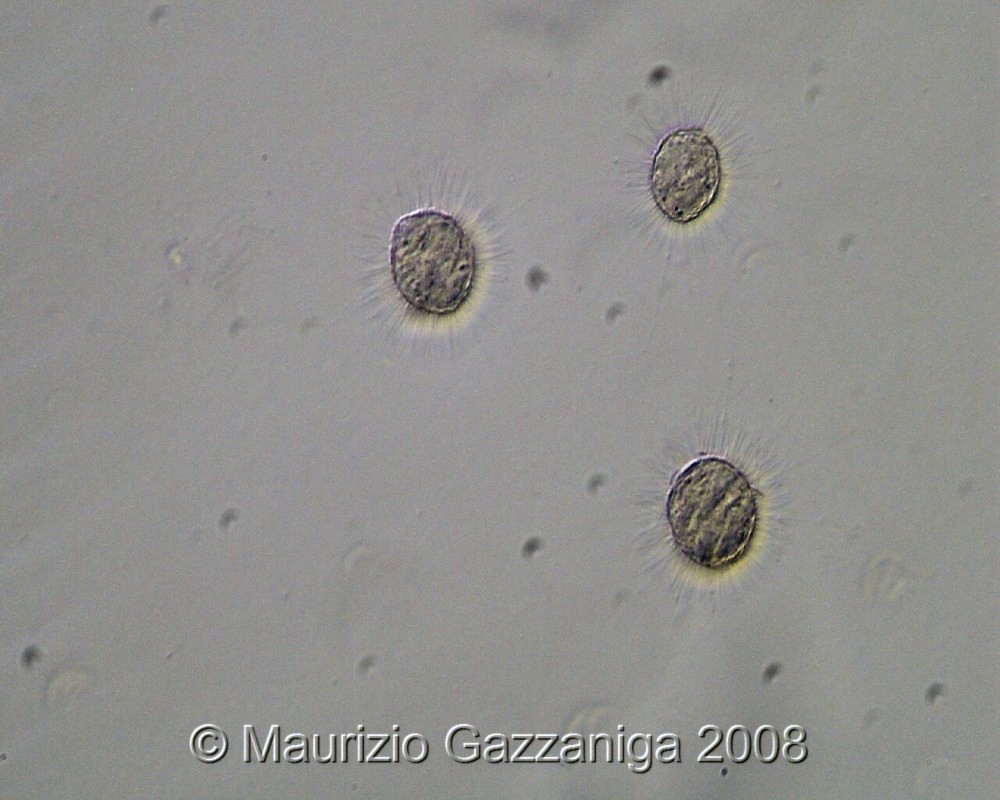 Illuminazione mista contrasto di fase e obliqua DUE